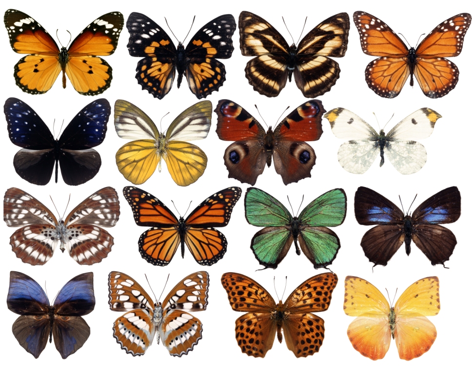 Разные крылья бабочек. Много бабочек. Бабочки цветные. Множество бабочек. Красивые бабочки.